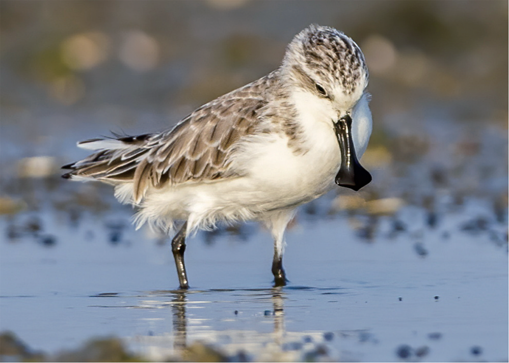 A world critically endangered bird reappears at Wenzhou Bay